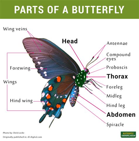 The Parts of a Butterfly .